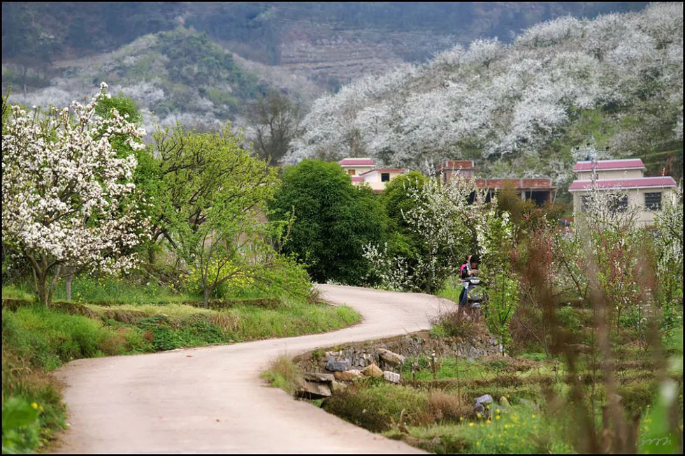 【春天，广西桂林灌阳县向您发出邀请！】我们在灌阳看梨花 - 游山玩水 - 鸡西生活社区 - 鸡西28生活网 jixi.28life.com