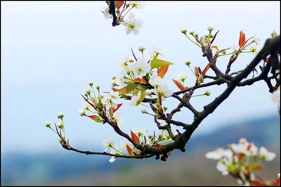 【春天，广西桂林灌阳县向您发出邀请！】我们在灌阳看梨花 - 游山玩水 - 鸡西生活社区 - 鸡西28生活网 jixi.28life.com