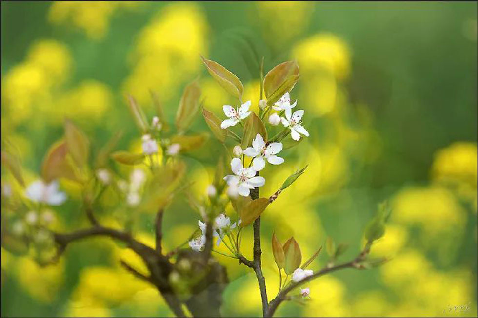 【春天，广西桂林灌阳县向您发出邀请！】我们在灌阳看梨花 - 游山玩水 - 鸡西生活社区 - 鸡西28生活网 jixi.28life.com