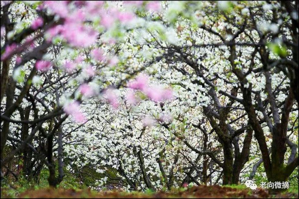 【春天，广西桂林灌阳县向您发出邀请！】我们在灌阳看梨花 - 游山玩水 - 鸡西生活社区 - 鸡西28生活网 jixi.28life.com