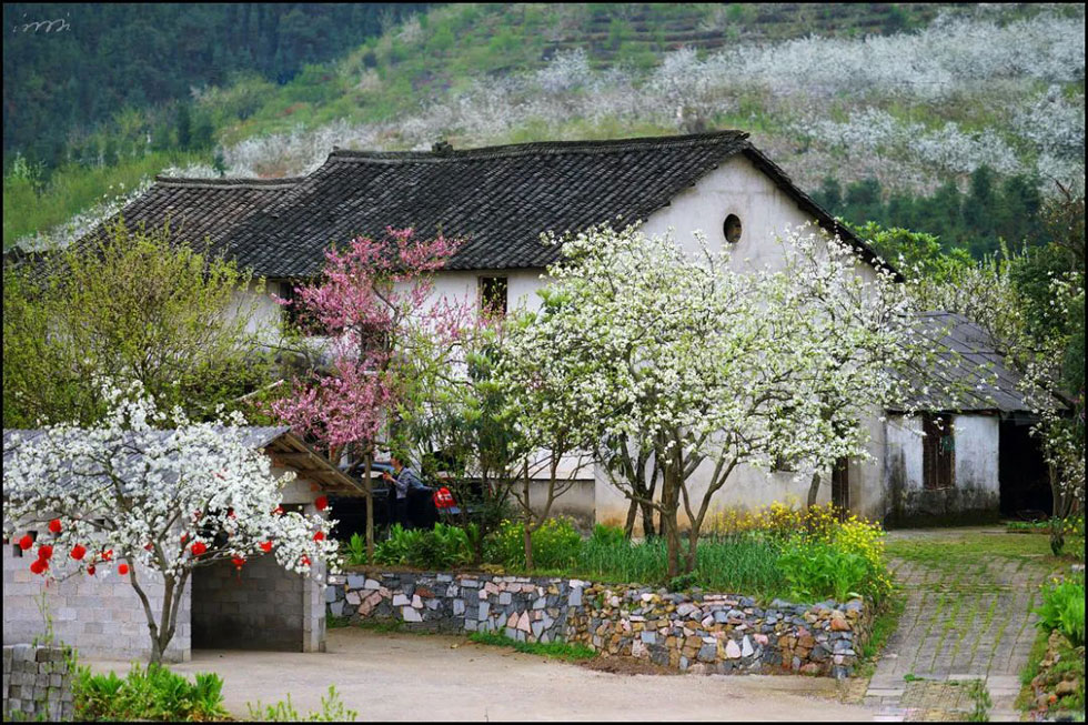 【春天，广西桂林灌阳县向您发出邀请！】我们在灌阳看梨花 - 游山玩水 - 鸡西生活社区 - 鸡西28生活网 jixi.28life.com