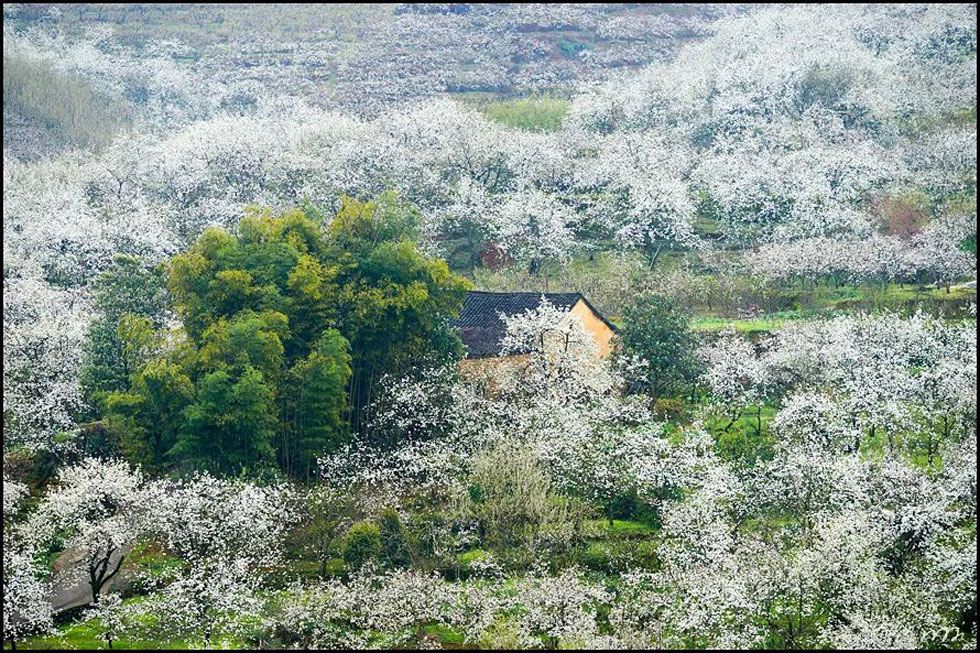 【春天，广西桂林灌阳县向您发出邀请！】我们在灌阳看梨花 - 游山玩水 - 鸡西生活社区 - 鸡西28生活网 jixi.28life.com