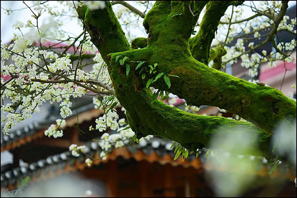 【春天，广西桂林灌阳县向您发出邀请！】我们在灌阳看梨花 - 游山玩水 - 鸡西生活社区 - 鸡西28生活网 jixi.28life.com