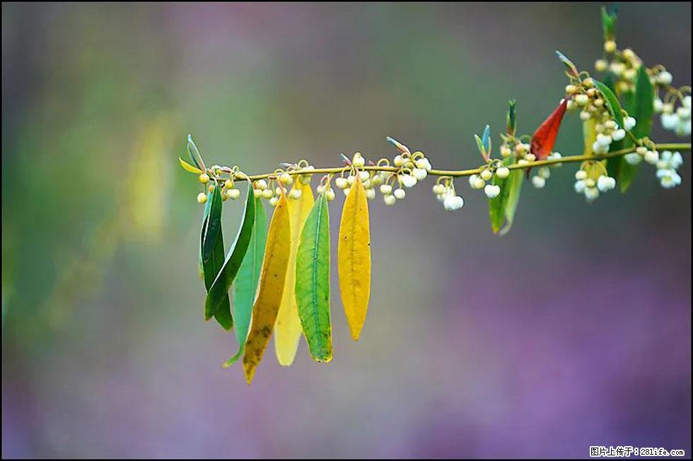 【春天,广西桂林灌阳县向您发出邀请!】米珠山前有片山苍子花在飘香 - 游山玩水 - 鸡西生活社区 - 鸡西28生活网 jixi.28life.com