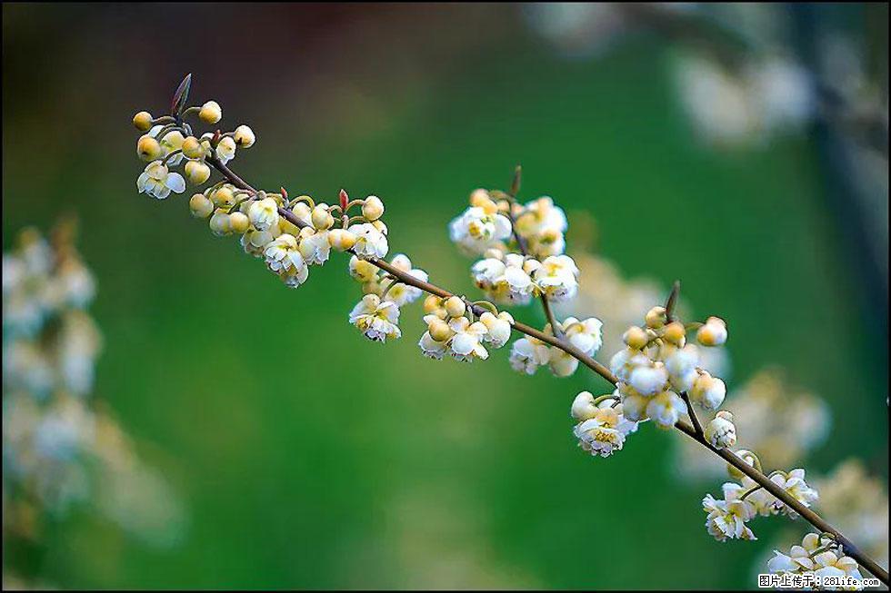 【春天,广西桂林灌阳县向您发出邀请!】米珠山前有片山苍子花在飘香 - 游山玩水 - 鸡西生活社区 - 鸡西28生活网 jixi.28life.com