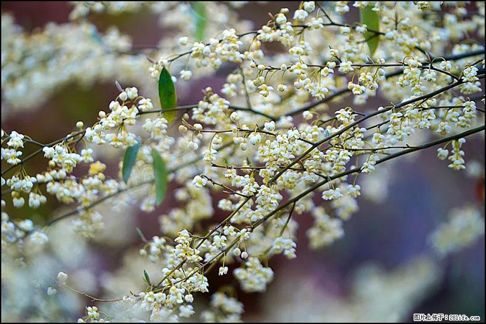【春天,广西桂林灌阳县向您发出邀请!】米珠山前有片山苍子花在飘香 - 游山玩水 - 鸡西生活社区 - 鸡西28生活网 jixi.28life.com