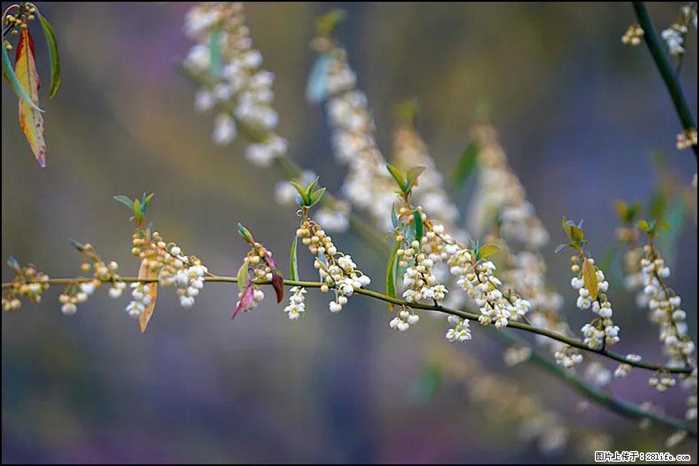 【春天,广西桂林灌阳县向您发出邀请!】米珠山前有片山苍子花在飘香 - 游山玩水 - 鸡西生活社区 - 鸡西28生活网 jixi.28life.com