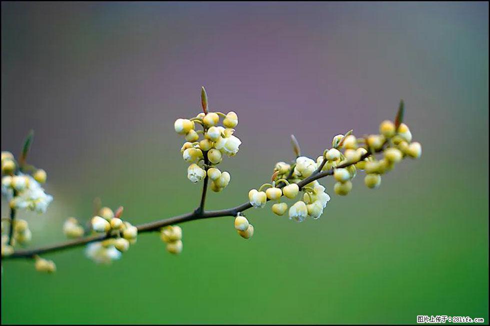 【春天,广西桂林灌阳县向您发出邀请!】米珠山前有片山苍子花在飘香 - 游山玩水 - 鸡西生活社区 - 鸡西28生活网 jixi.28life.com