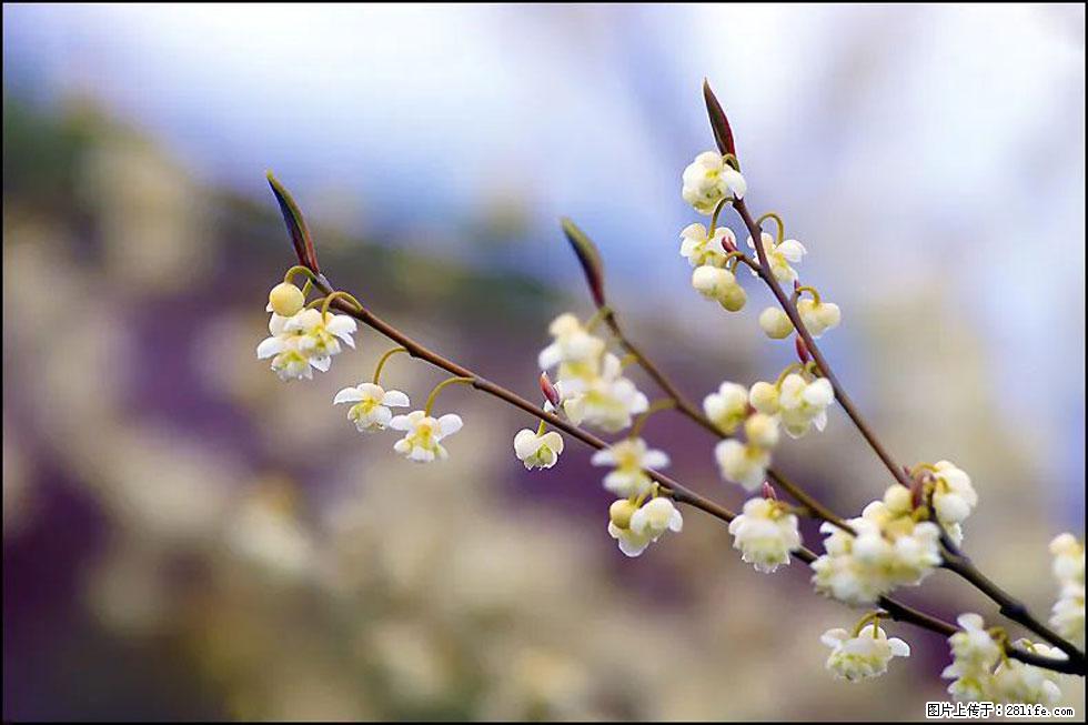 【春天,广西桂林灌阳县向您发出邀请!】米珠山前有片山苍子花在飘香 - 游山玩水 - 鸡西生活社区 - 鸡西28生活网 jixi.28life.com