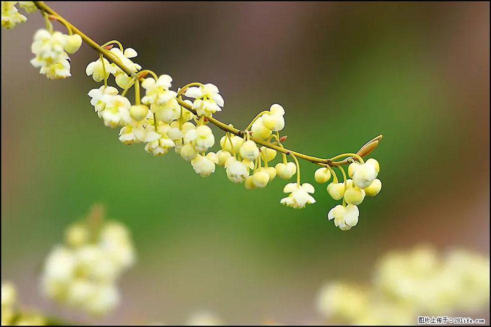 【春天,广西桂林灌阳县向您发出邀请!】米珠山前有片山苍子花在飘香 - 游山玩水 - 鸡西生活社区 - 鸡西28生活网 jixi.28life.com