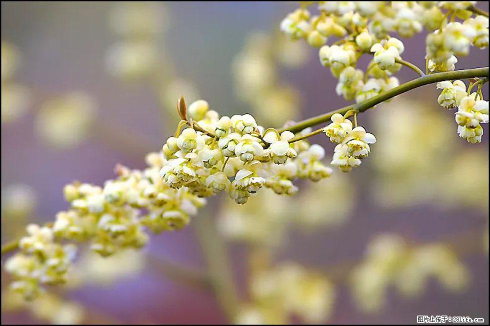 【春天,广西桂林灌阳县向您发出邀请!】米珠山前有片山苍子花在飘香 - 游山玩水 - 鸡西生活社区 - 鸡西28生活网 jixi.28life.com