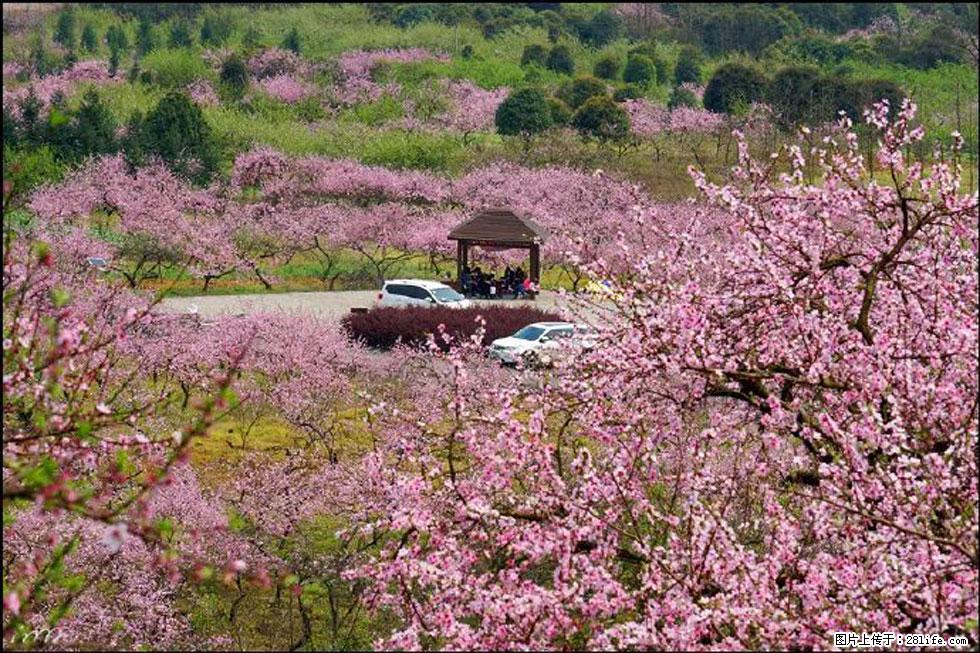 【春天，广西桂林灌阳县向您发出邀请！】官庄村有个醉美的桃花园 - 游山玩水 - 鸡西生活社区 - 鸡西28生活网 jixi.28life.com