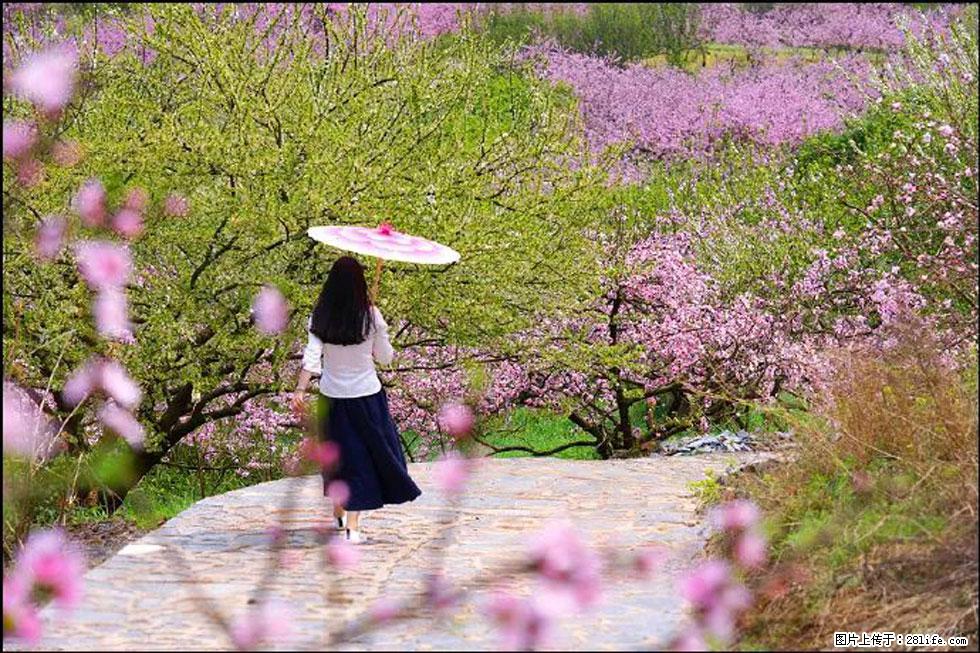【春天，广西桂林灌阳县向您发出邀请！】官庄村有个醉美的桃花园 - 游山玩水 - 鸡西生活社区 - 鸡西28生活网 jixi.28life.com