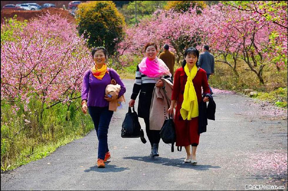 【春天，广西桂林灌阳县向您发出邀请！】官庄村有个醉美的桃花园 - 游山玩水 - 鸡西生活社区 - 鸡西28生活网 jixi.28life.com