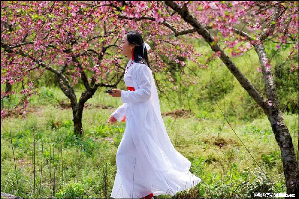 【春天，广西桂林灌阳县向您发出邀请！】官庄村有个醉美的桃花园 - 游山玩水 - 鸡西生活社区 - 鸡西28生活网 jixi.28life.com