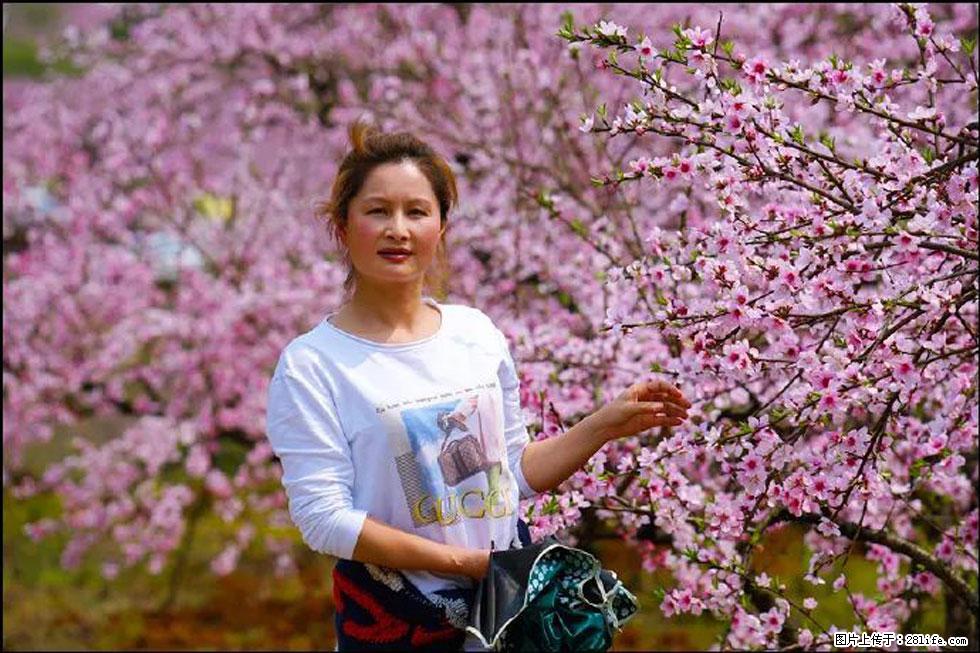 【春天，广西桂林灌阳县向您发出邀请！】官庄村有个醉美的桃花园 - 游山玩水 - 鸡西生活社区 - 鸡西28生活网 jixi.28life.com