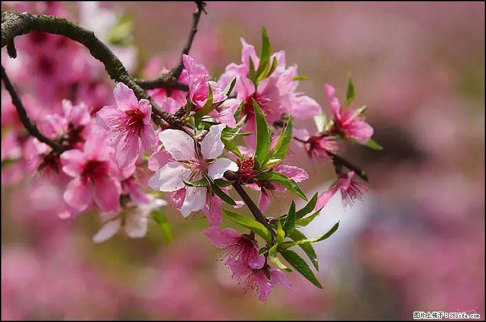 【春天，广西桂林灌阳县向您发出邀请！】官庄村有个醉美的桃花园 - 游山玩水 - 鸡西生活社区 - 鸡西28生活网 jixi.28life.com