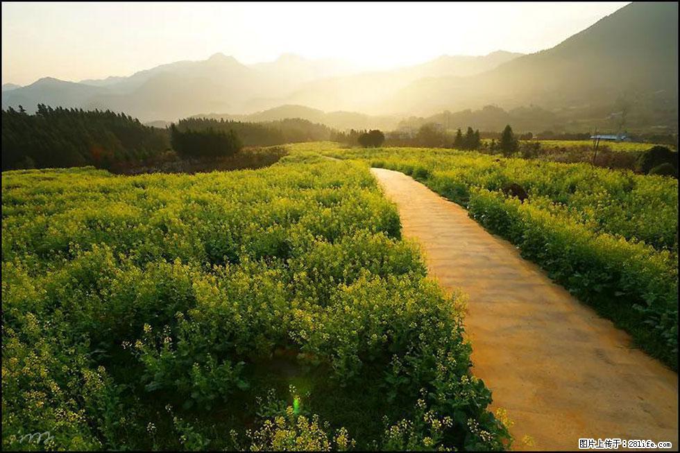 【春天，广西桂林灌阳县向您发出邀请！】长坪村油菜盛情花开 - 游山玩水 - 鸡西生活社区 - 鸡西28生活网 jixi.28life.com