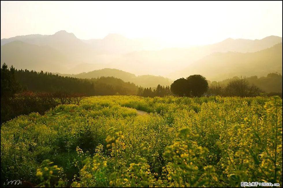 【春天，广西桂林灌阳县向您发出邀请！】长坪村油菜盛情花开 - 游山玩水 - 鸡西生活社区 - 鸡西28生活网 jixi.28life.com