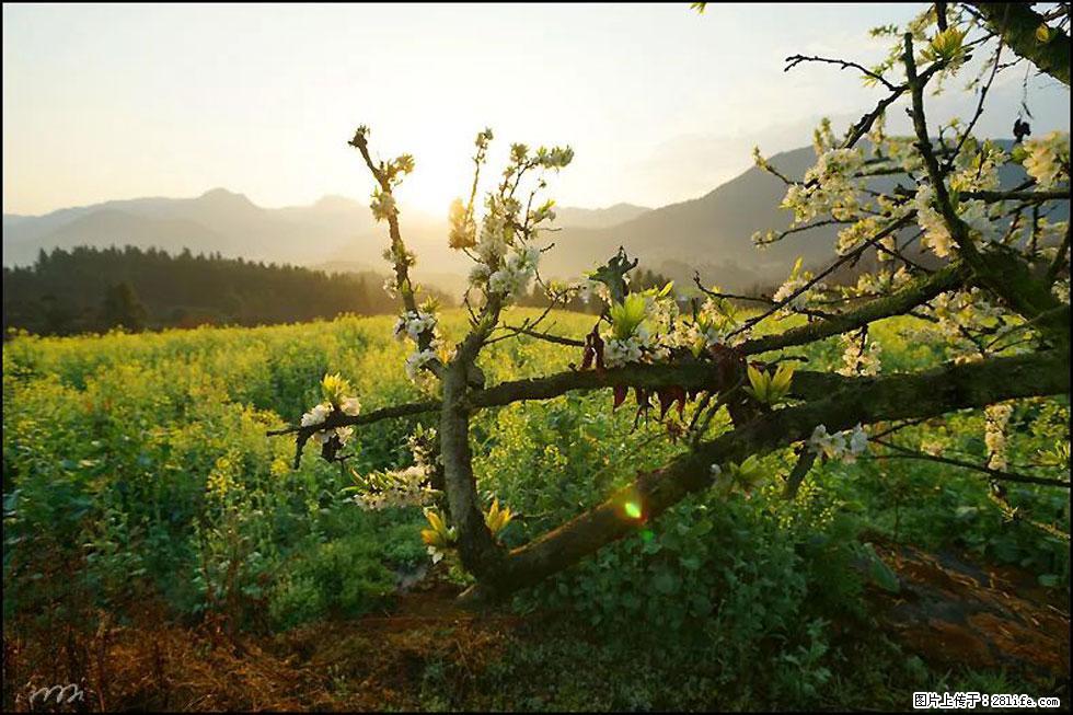 【春天，广西桂林灌阳县向您发出邀请！】长坪村油菜盛情花开 - 游山玩水 - 鸡西生活社区 - 鸡西28生活网 jixi.28life.com