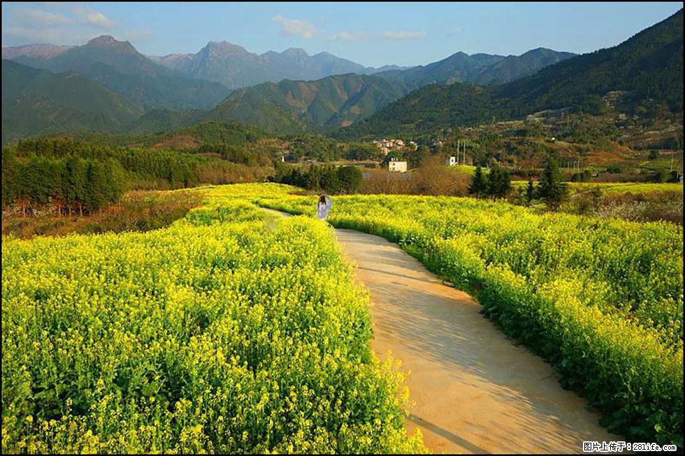 【春天，广西桂林灌阳县向您发出邀请！】长坪村油菜盛情花开 - 游山玩水 - 鸡西生活社区 - 鸡西28生活网 jixi.28life.com