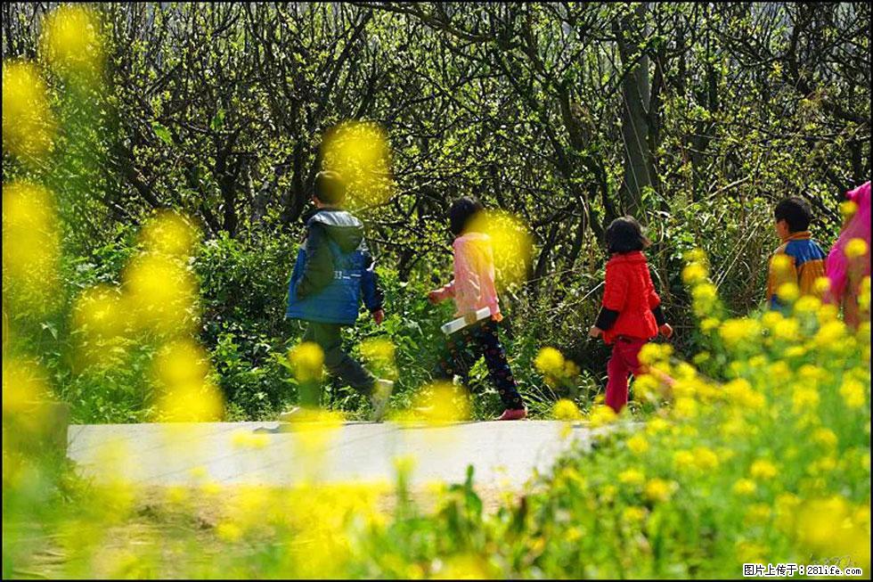 【春天，广西桂林灌阳县向您发出邀请！】长坪村油菜盛情花开 - 游山玩水 - 鸡西生活社区 - 鸡西28生活网 jixi.28life.com