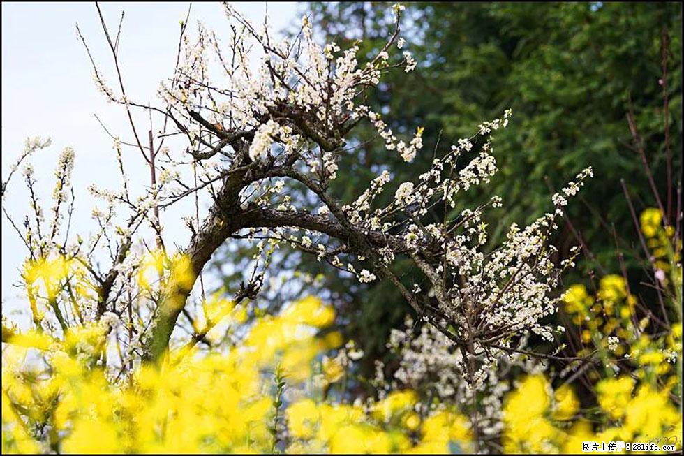 【春天，广西桂林灌阳县向您发出邀请！】长坪村油菜盛情花开 - 游山玩水 - 鸡西生活社区 - 鸡西28生活网 jixi.28life.com