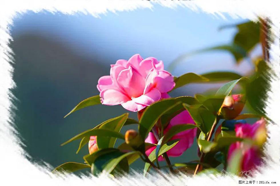 【春天,广西桂林灌阳县向您发出邀请!】杨柳井茶花惹人爱 - 游山玩水 - 鸡西生活社区 - 鸡西28生活网 jixi.28life.com