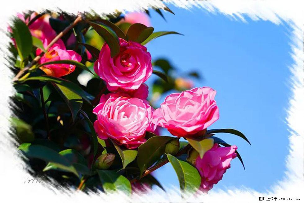 【春天,广西桂林灌阳县向您发出邀请!】杨柳井茶花惹人爱 - 游山玩水 - 鸡西生活社区 - 鸡西28生活网 jixi.28life.com