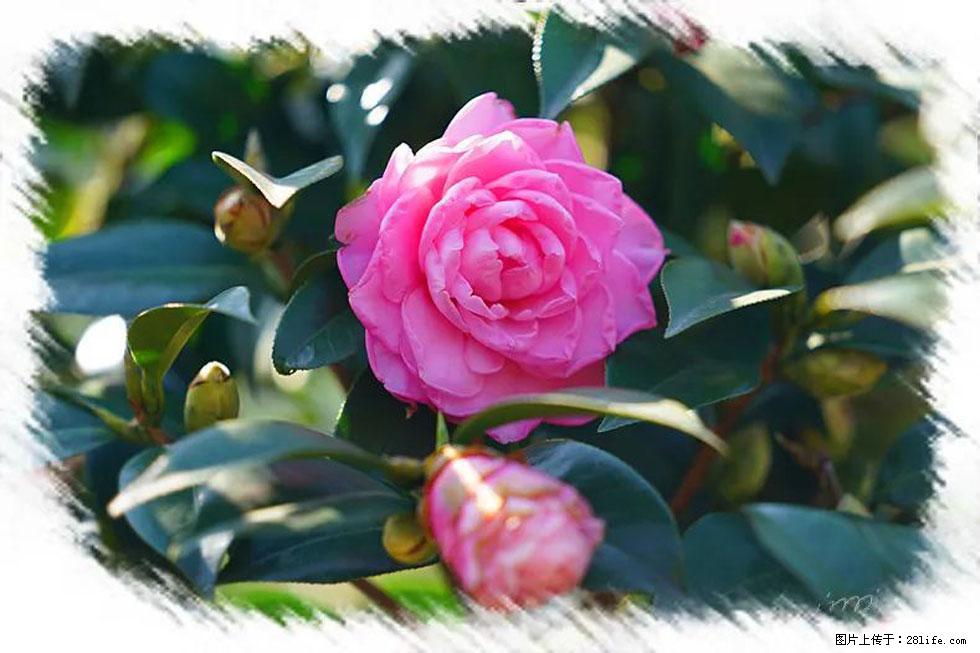 【春天,广西桂林灌阳县向您发出邀请!】杨柳井茶花惹人爱 - 游山玩水 - 鸡西生活社区 - 鸡西28生活网 jixi.28life.com