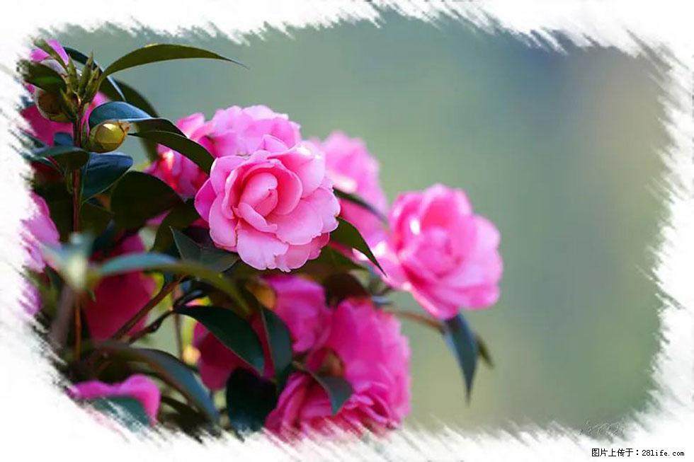 【春天,广西桂林灌阳县向您发出邀请!】杨柳井茶花惹人爱 - 游山玩水 - 鸡西生活社区 - 鸡西28生活网 jixi.28life.com