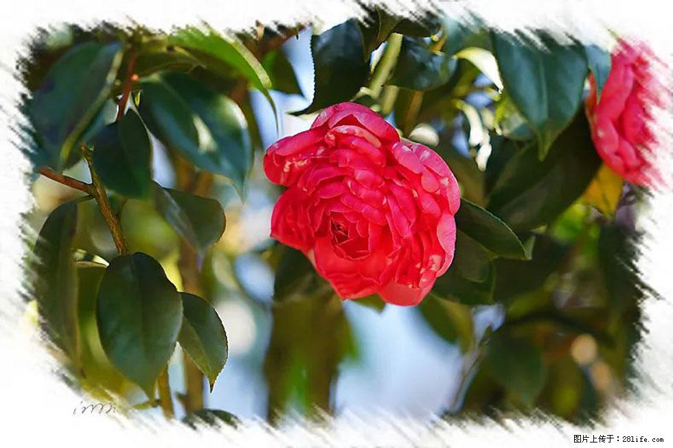 【春天,广西桂林灌阳县向您发出邀请!】杨柳井茶花惹人爱 - 游山玩水 - 鸡西生活社区 - 鸡西28生活网 jixi.28life.com