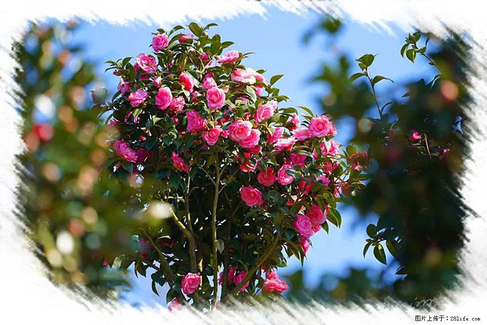 【春天,广西桂林灌阳县向您发出邀请!】杨柳井茶花惹人爱 - 游山玩水 - 鸡西生活社区 - 鸡西28生活网 jixi.28life.com