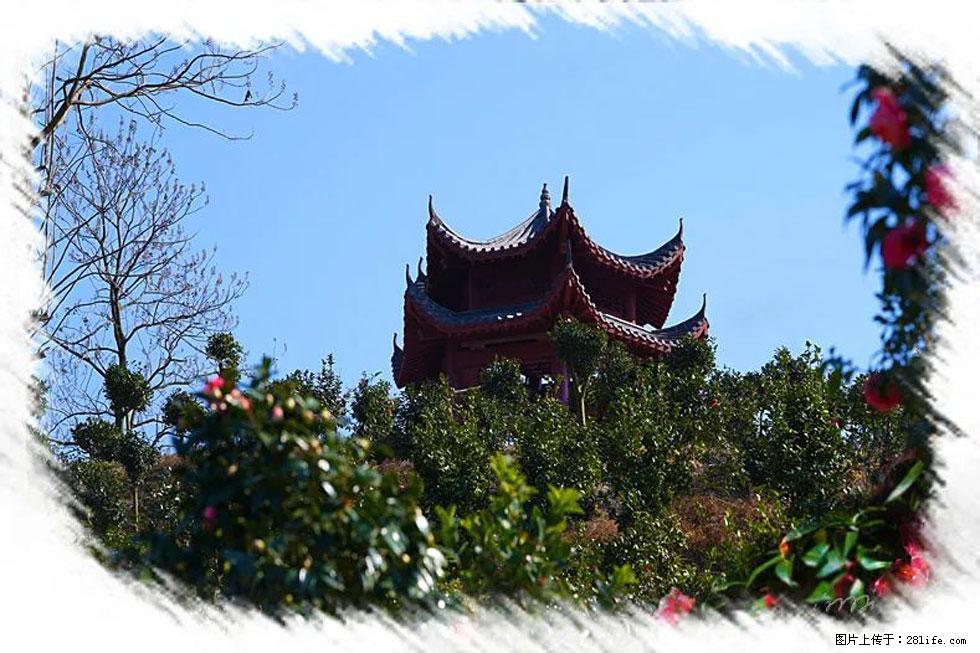 【春天,广西桂林灌阳县向您发出邀请!】杨柳井茶花惹人爱 - 游山玩水 - 鸡西生活社区 - 鸡西28生活网 jixi.28life.com