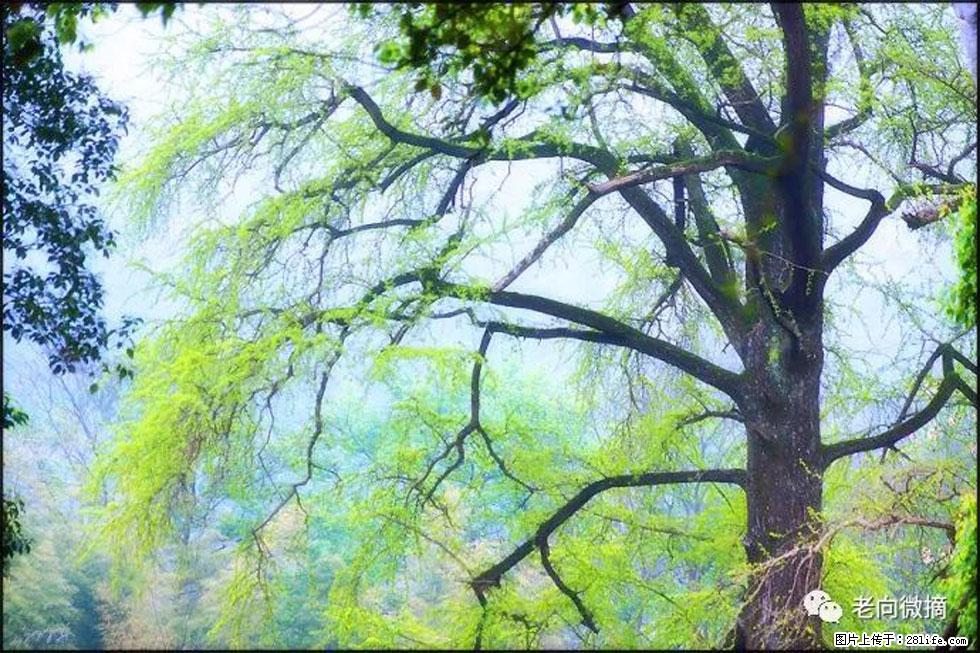 【春天，广西桂林灌阳县向您发出邀请！】在小龙村与春天约会 - 游山玩水 - 鸡西生活社区 - 鸡西28生活网 jixi.28life.com