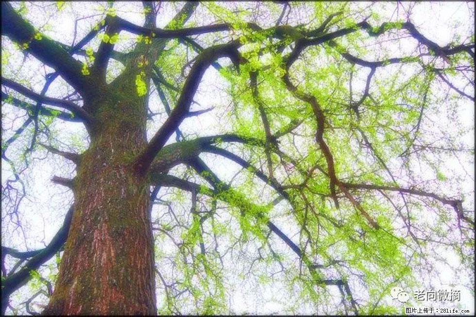 【春天，广西桂林灌阳县向您发出邀请！】在小龙村与春天约会 - 游山玩水 - 鸡西生活社区 - 鸡西28生活网 jixi.28life.com