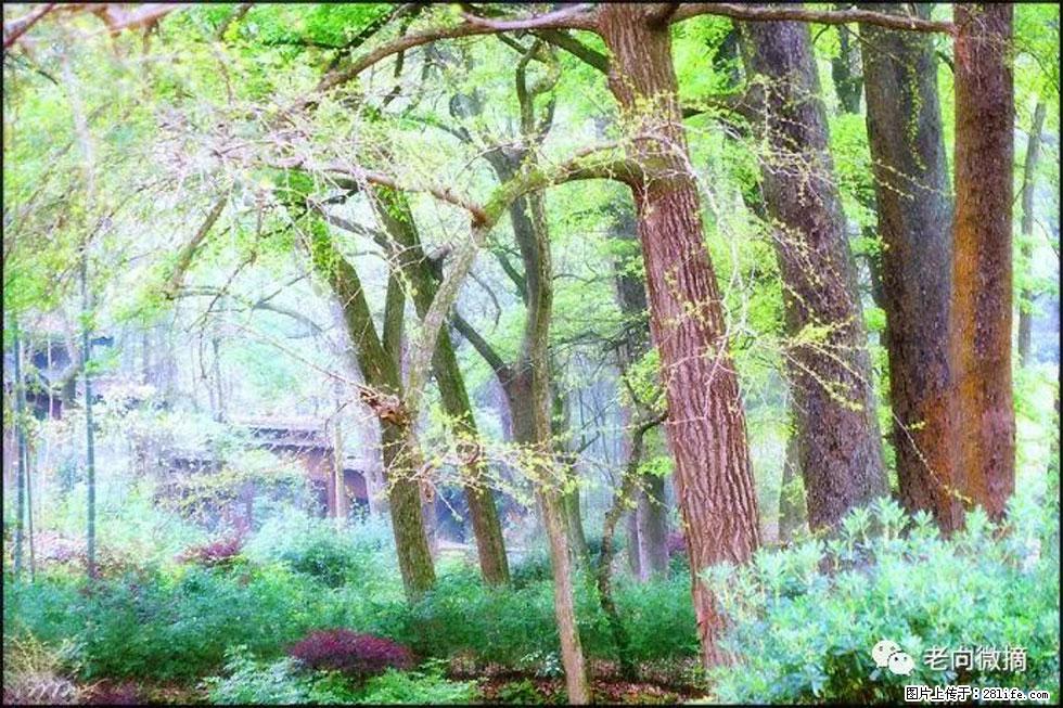 【春天，广西桂林灌阳县向您发出邀请！】在小龙村与春天约会 - 游山玩水 - 鸡西生活社区 - 鸡西28生活网 jixi.28life.com