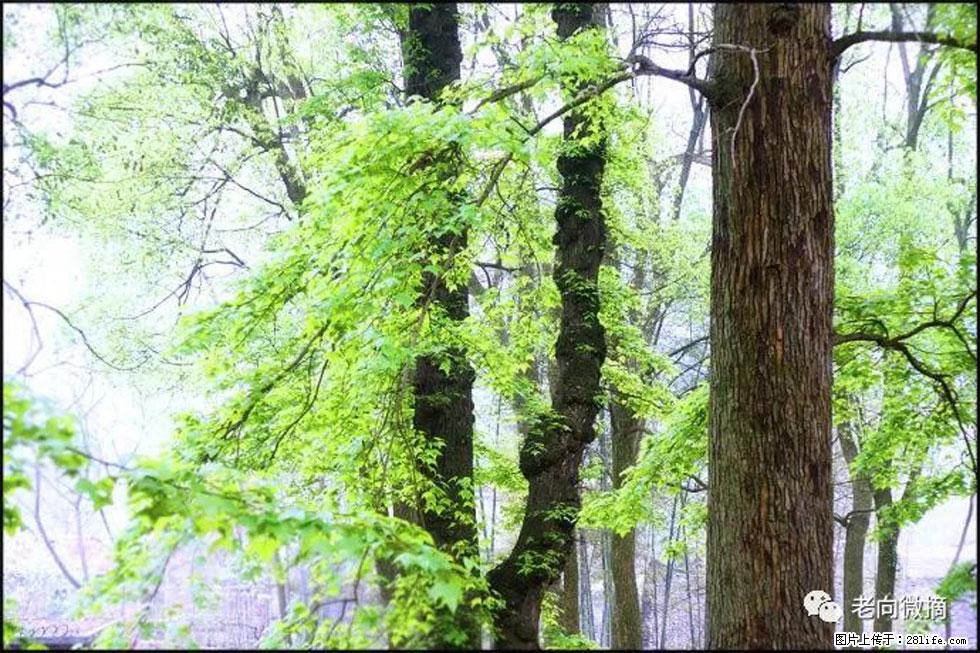 【春天，广西桂林灌阳县向您发出邀请！】在小龙村与春天约会 - 游山玩水 - 鸡西生活社区 - 鸡西28生活网 jixi.28life.com