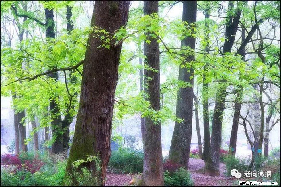 【春天，广西桂林灌阳县向您发出邀请！】在小龙村与春天约会 - 游山玩水 - 鸡西生活社区 - 鸡西28生活网 jixi.28life.com