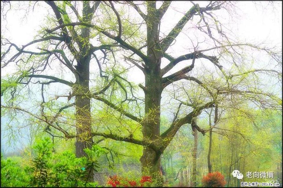 【春天，广西桂林灌阳县向您发出邀请！】在小龙村与春天约会 - 游山玩水 - 鸡西生活社区 - 鸡西28生活网 jixi.28life.com