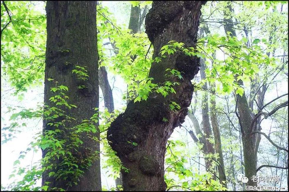 【春天，广西桂林灌阳县向您发出邀请！】在小龙村与春天约会 - 游山玩水 - 鸡西生活社区 - 鸡西28生活网 jixi.28life.com