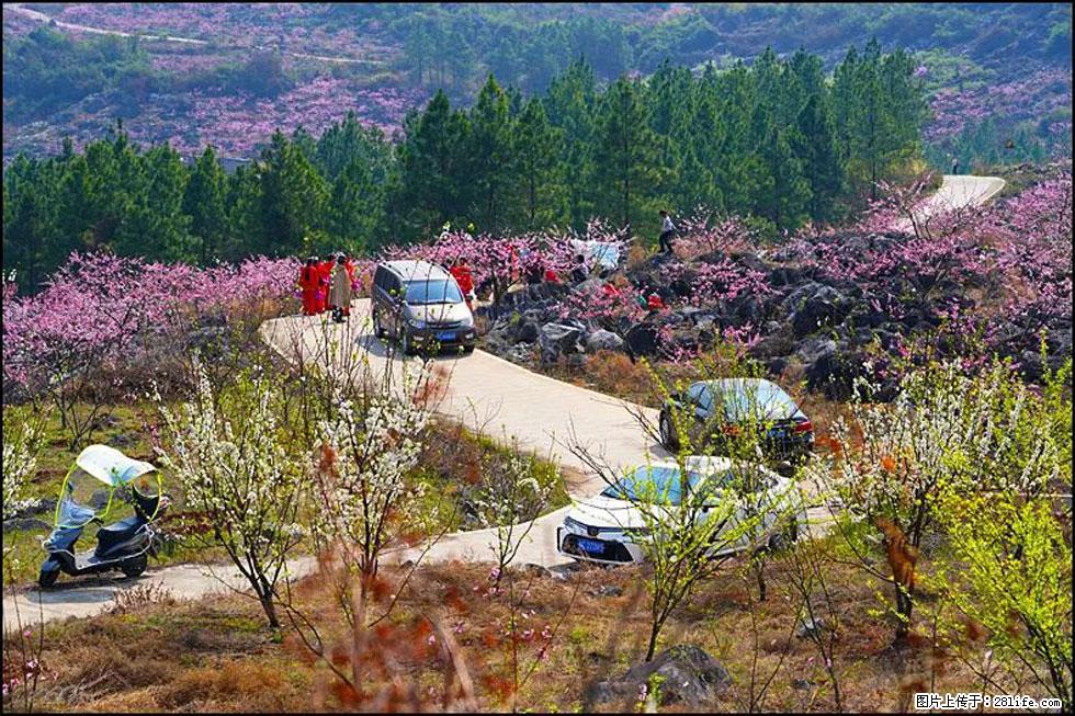 【春天，广西桂林灌阳县向您发出邀请！】望月岭上桃花开 - 游山玩水 - 鸡西生活社区 - 鸡西28生活网 jixi.28life.com