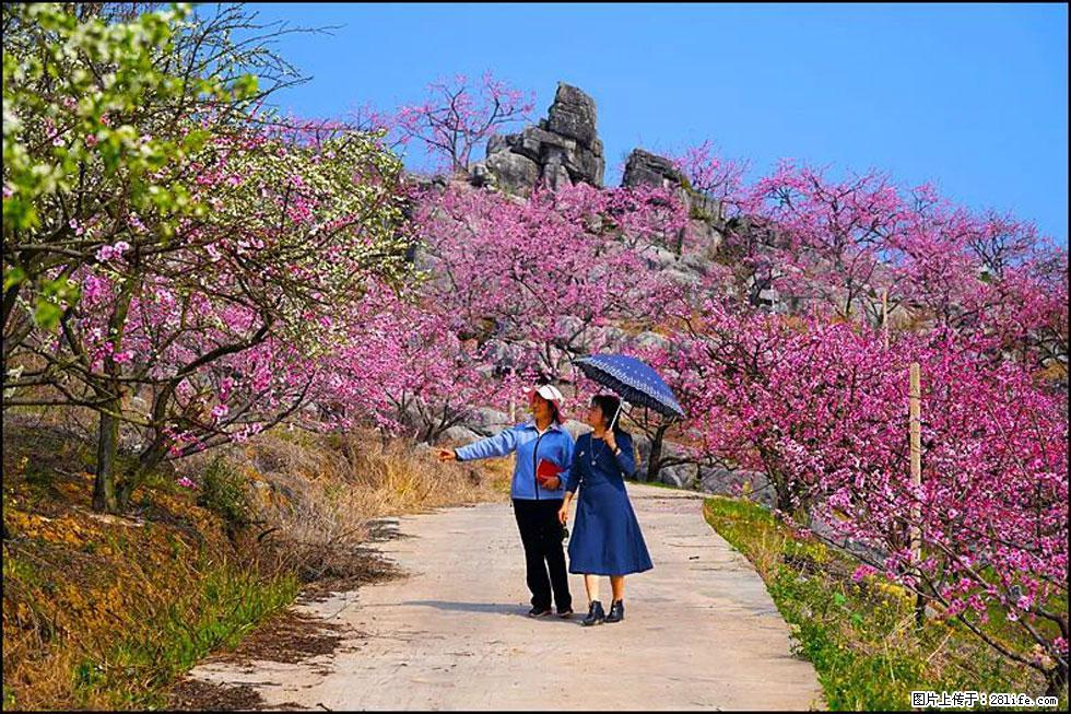 【春天，广西桂林灌阳县向您发出邀请！】望月岭上桃花开 - 游山玩水 - 鸡西生活社区 - 鸡西28生活网 jixi.28life.com