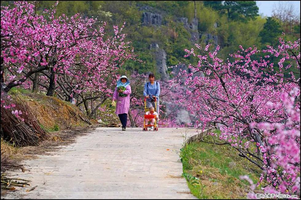【春天，广西桂林灌阳县向您发出邀请！】望月岭上桃花开 - 游山玩水 - 鸡西生活社区 - 鸡西28生活网 jixi.28life.com