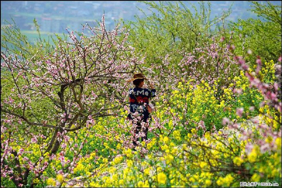 【春天，广西桂林灌阳县向您发出邀请！】望月岭上桃花开 - 游山玩水 - 鸡西生活社区 - 鸡西28生活网 jixi.28life.com