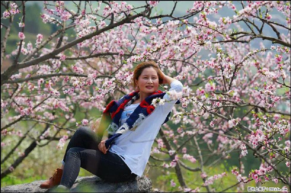 【春天，广西桂林灌阳县向您发出邀请！】望月岭上桃花开 - 游山玩水 - 鸡西生活社区 - 鸡西28生活网 jixi.28life.com