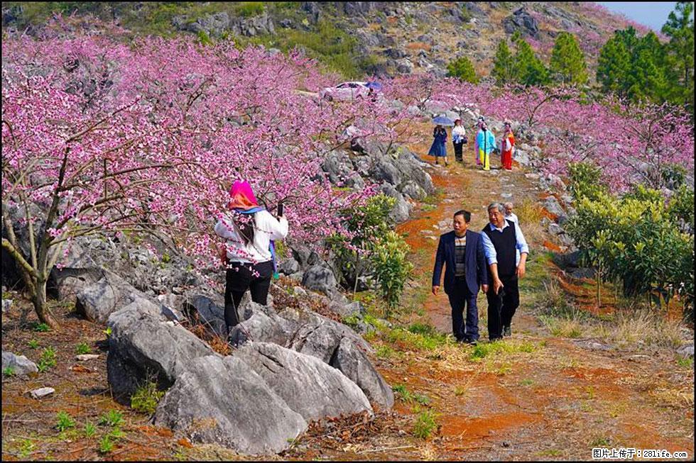 【春天，广西桂林灌阳县向您发出邀请！】望月岭上桃花开 - 游山玩水 - 鸡西生活社区 - 鸡西28生活网 jixi.28life.com