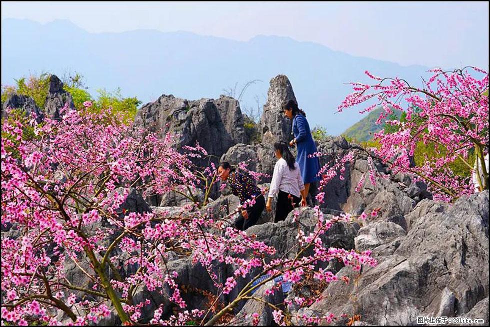 【春天，广西桂林灌阳县向您发出邀请！】望月岭上桃花开 - 游山玩水 - 鸡西生活社区 - 鸡西28生活网 jixi.28life.com