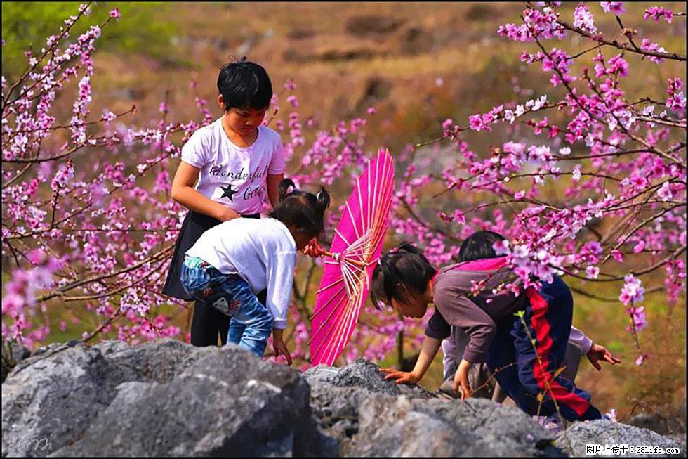 【春天，广西桂林灌阳县向您发出邀请！】望月岭上桃花开 - 游山玩水 - 鸡西生活社区 - 鸡西28生活网 jixi.28life.com