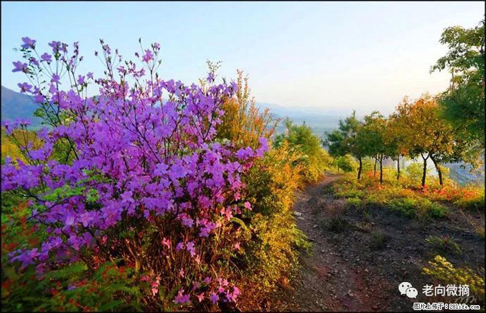 【春天，广西桂林灌阳县向您发出邀请！】登麒麟山，相约映山红 - 游山玩水 - 鸡西生活社区 - 鸡西28生活网 jixi.28life.com